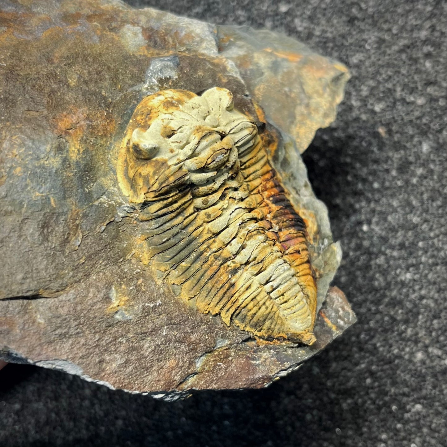 F2938 | Trilobite | Eodalmanitina macrophtalma