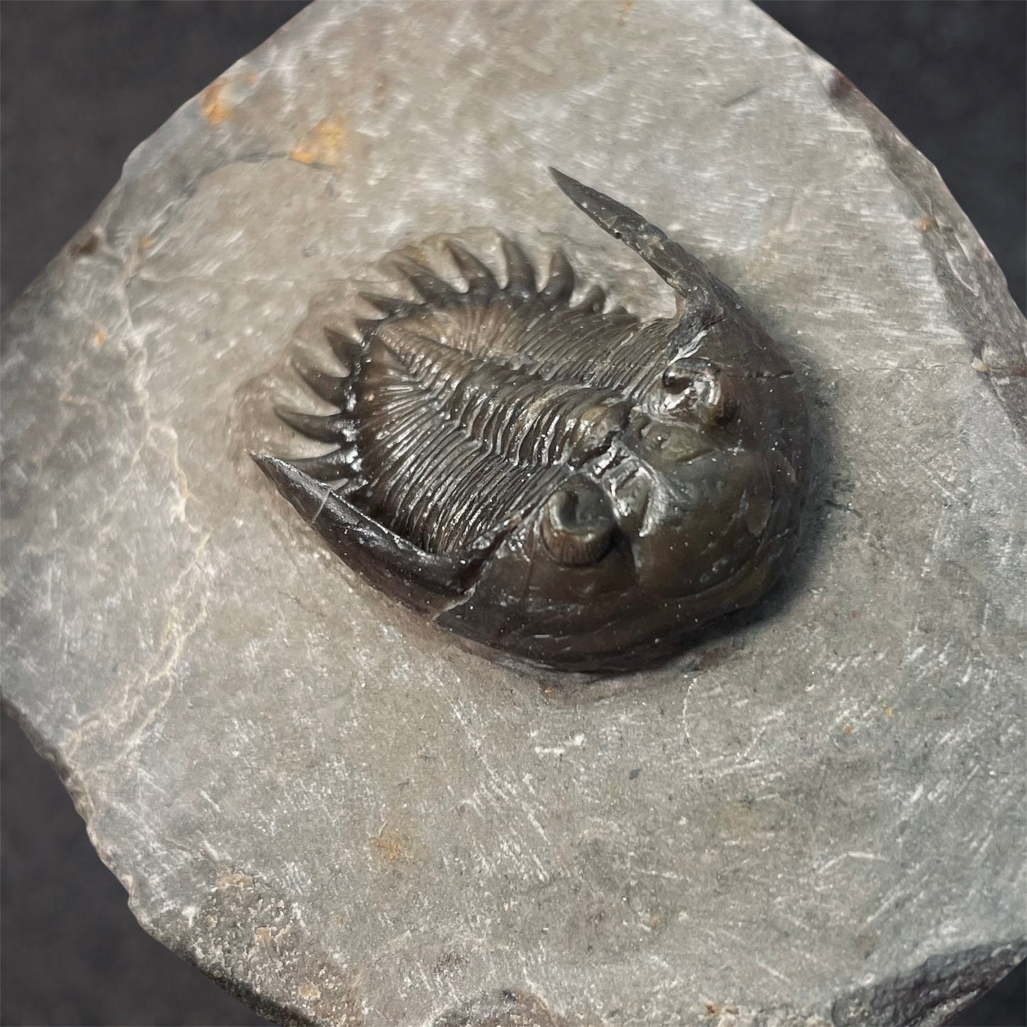 F2587 | Trilobite | Mrakibina cattoi
