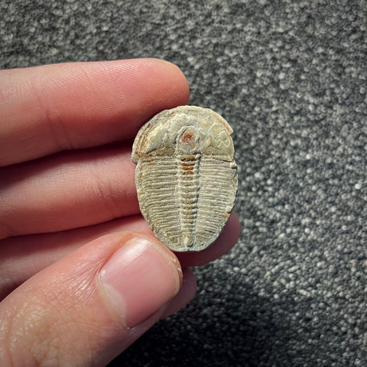 F2142 | Trilobite | Elrathia kingii