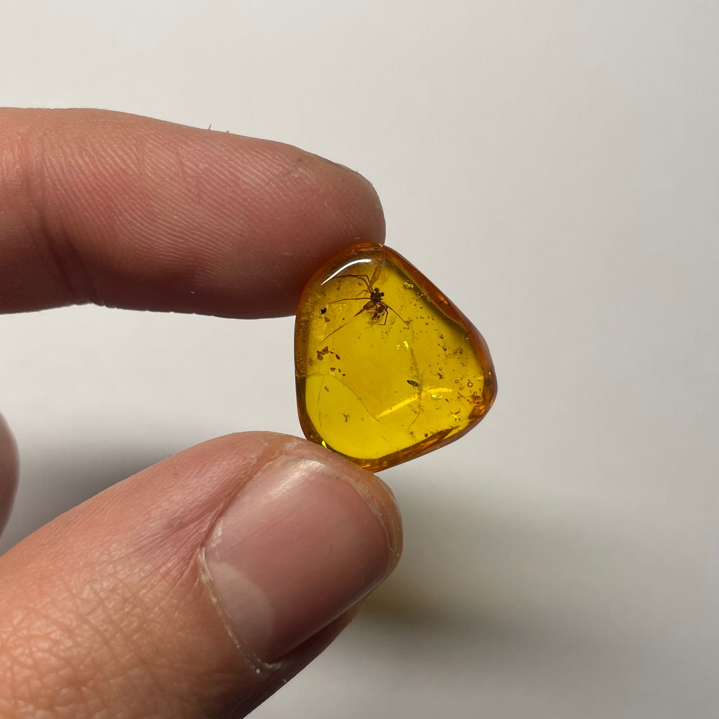 F2424 | Ambra con inclusione | Linyphiidae indet.