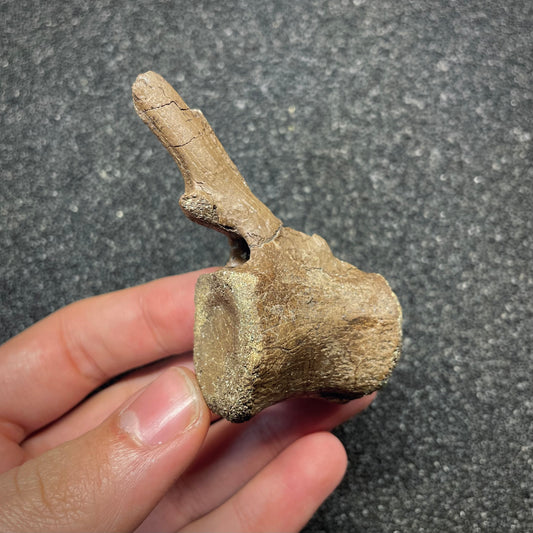 F3062 | Dinosauro | Edmontosaurus sp.