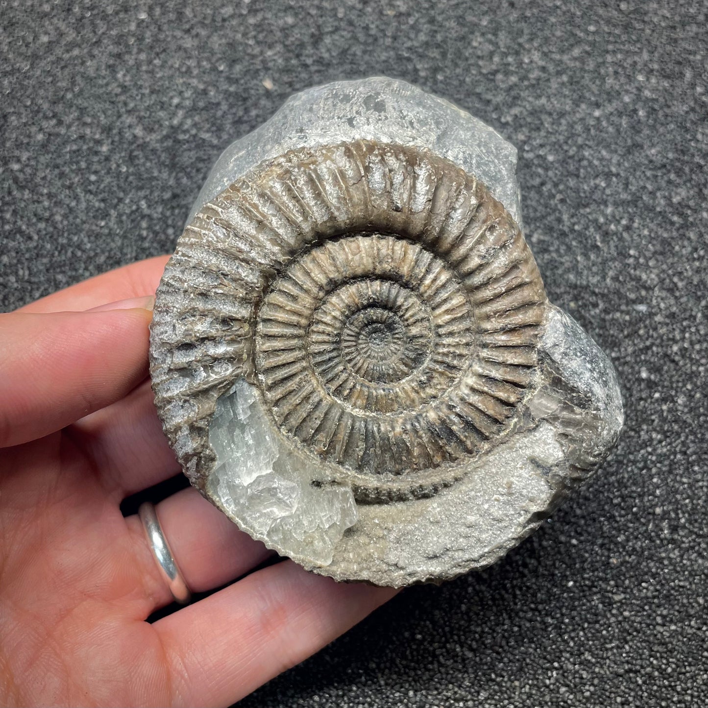 F2808 | Ammonite | Dactylioceras commune
