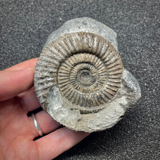 F2808 | Ammonite | Dactylioceras commune