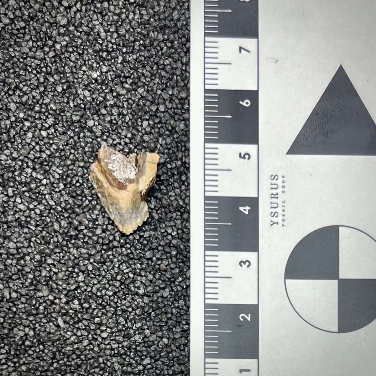 F3007 | Dinosauro | Triceratops sp.