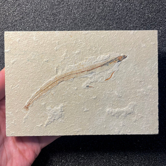F2062 | Pesce | Hayenchelys germanus