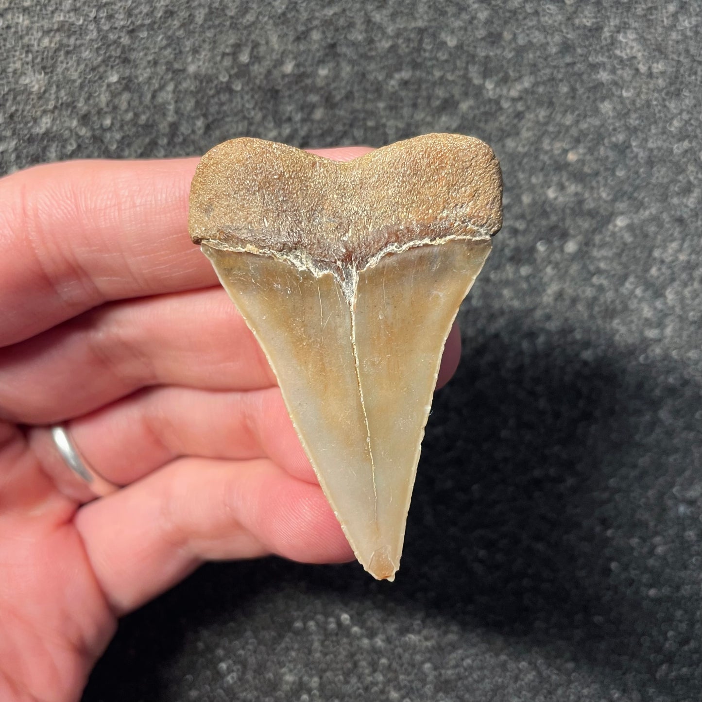 F2313 | Squalo | Carcharodon hastalis