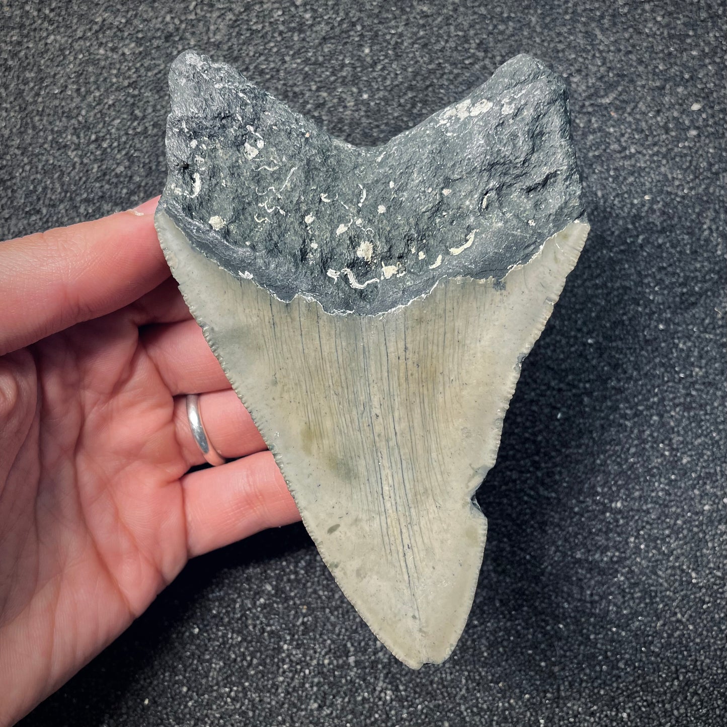 F2580 | Squalo | Otodus megalodon
