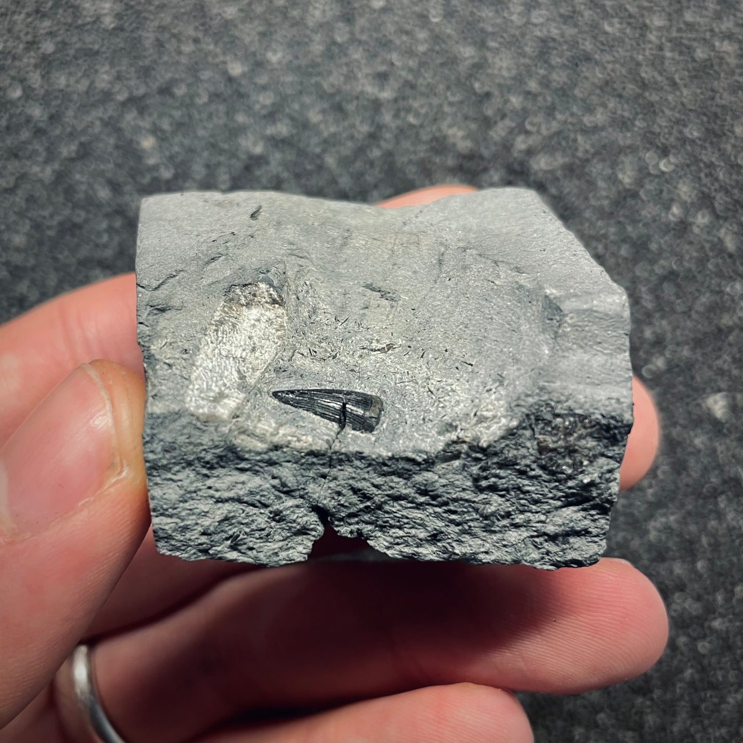 F2685 | Coccodrillo | Steneosaurus sp.