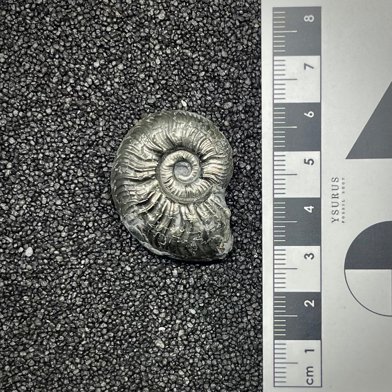 F2884 | Ammonite | Graphoceratidae indet.
