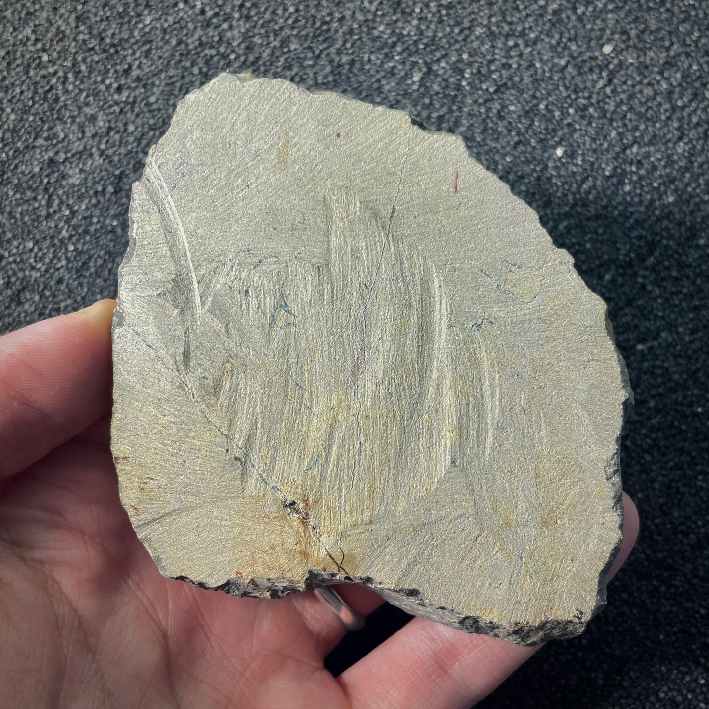 F2607 | Trilobite | Phacopidae indet.