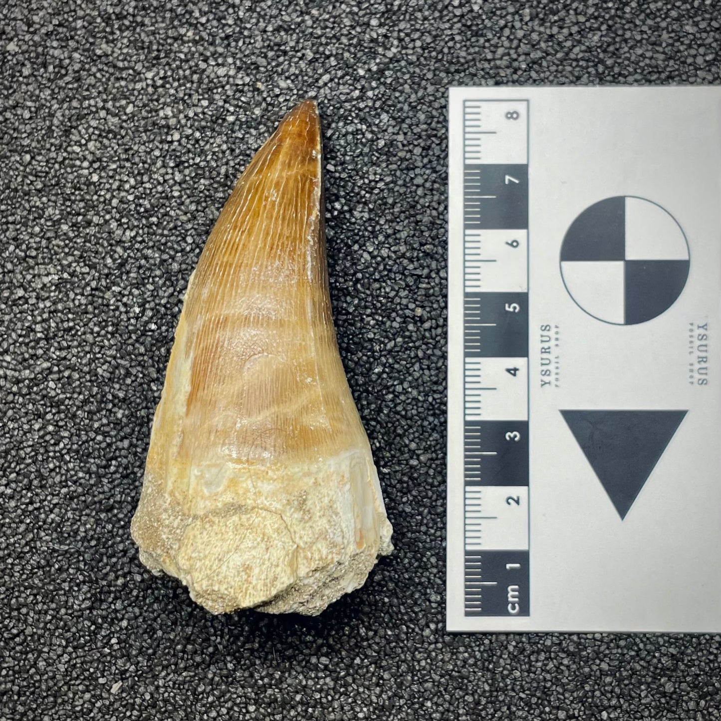 F2692 | Mosasauro | Prognathodon sp.