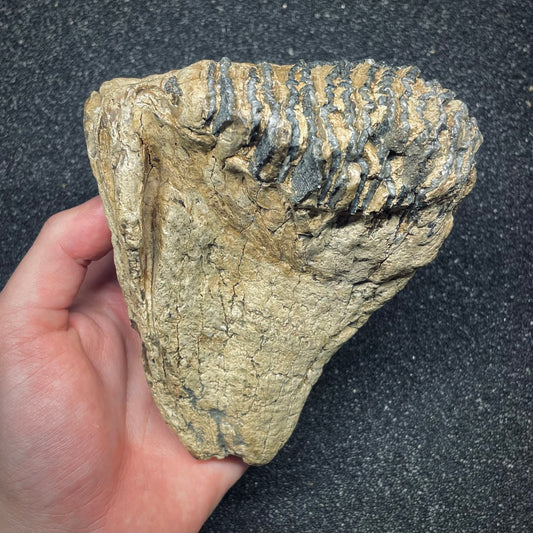 F2671 | Mammut | Mammuthus sp.