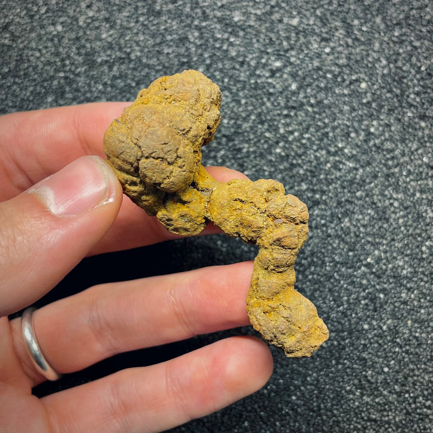 F2765 | Coprolite - Cololite | Testuggine