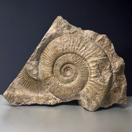 F1847 | Ammonite | Perisphinctes sp.