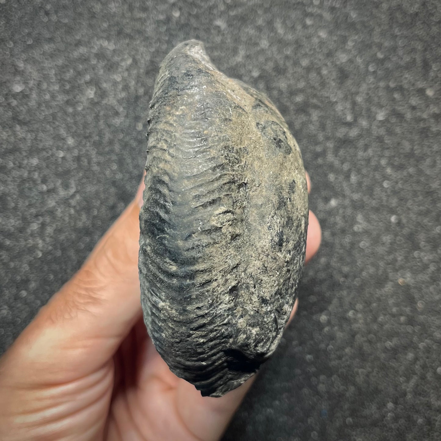 F2912 | Ammonite | Perisphinctidae indet.