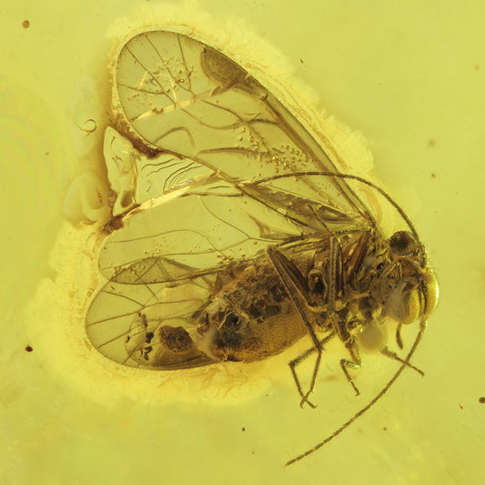 F2861 | Ambra con inclusione | Psocoptera indet.