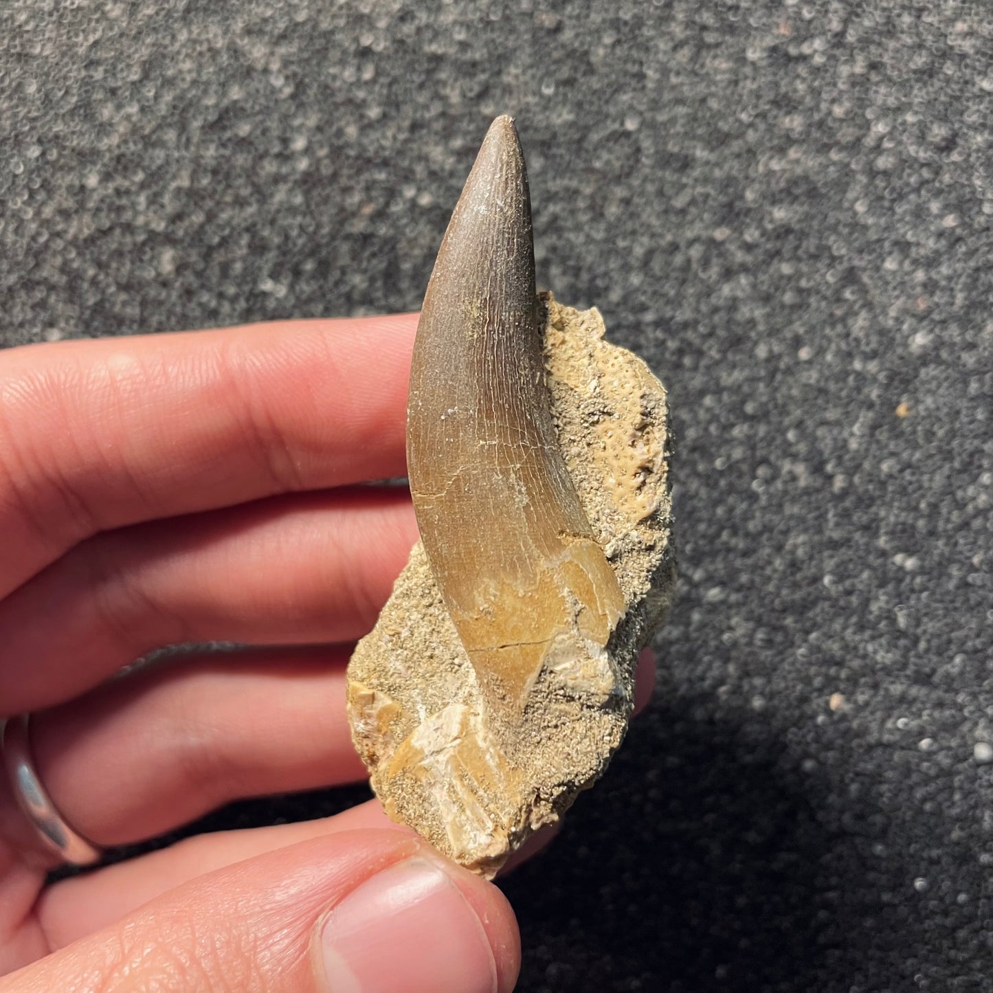 F2121 | Elasmosauro | Zarafasaura oceanis