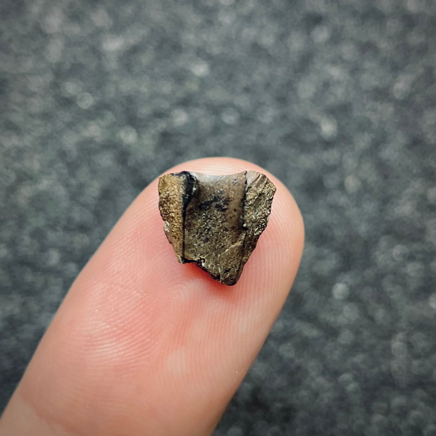 F2715 | Dinosauro | Triceratops sp.