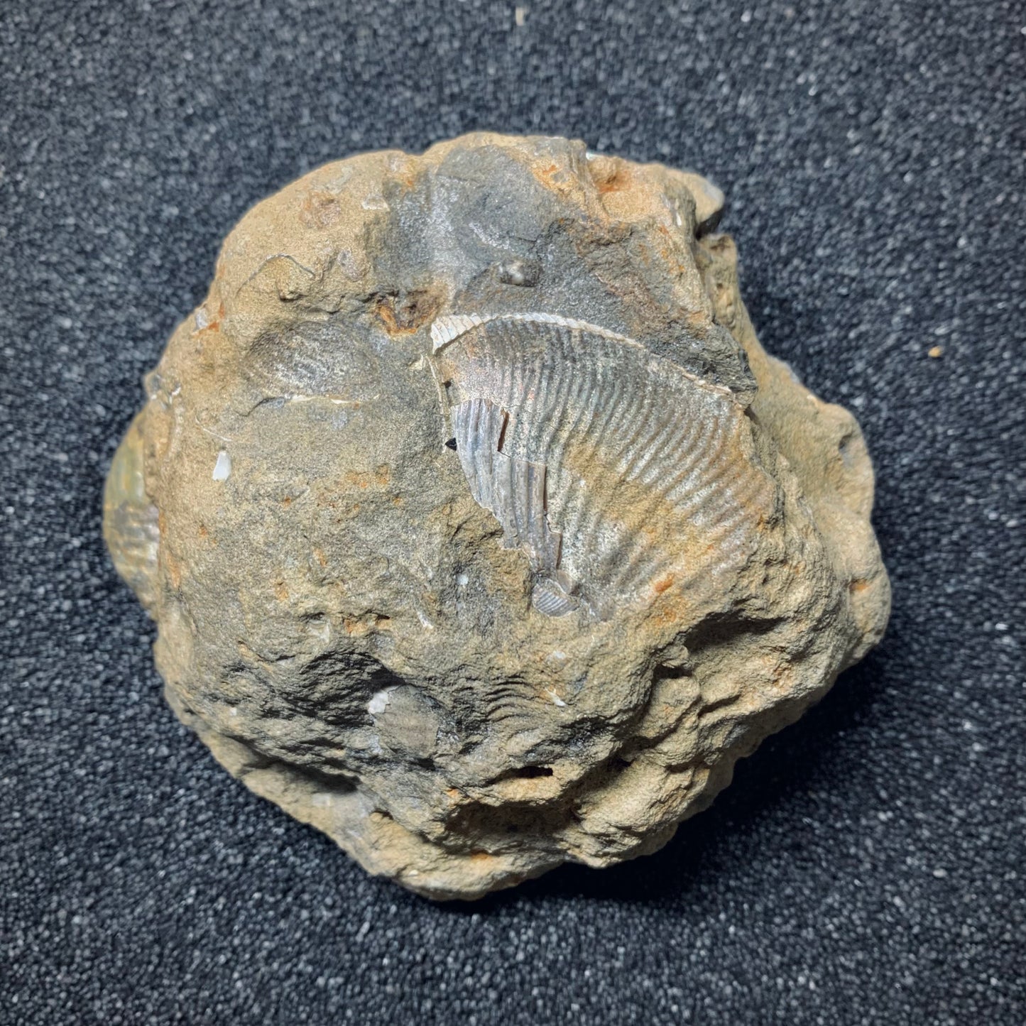 F565 | Ammonite | Hoploscaphites sp. & Jeletzkytes sp.