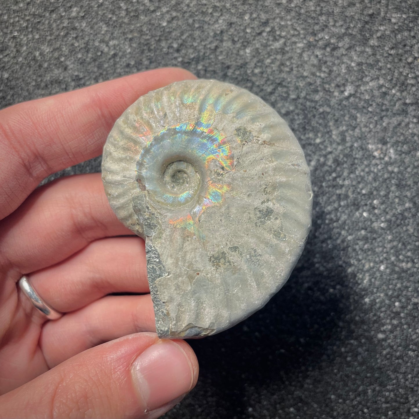 F2156 | Ammonite | Cleoniceras sp.