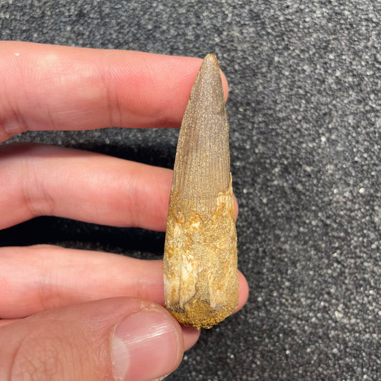 F3097 | Dinosauro | Spinosaurus aegyptiacus