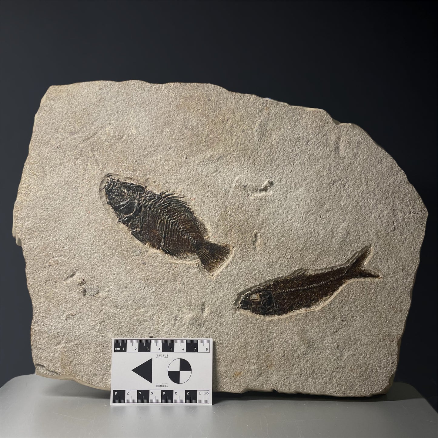 F1846 | Pesce | Priscacara sp. & Knightia eocaena