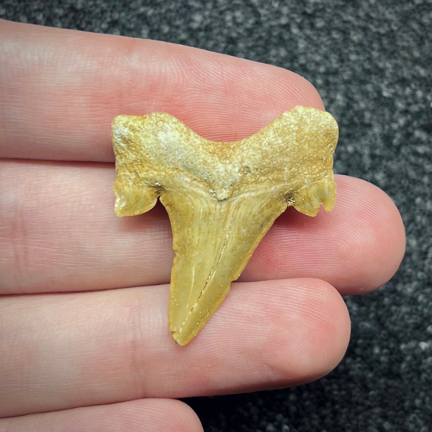 F2751 | Squalo | Otodus obliquus
