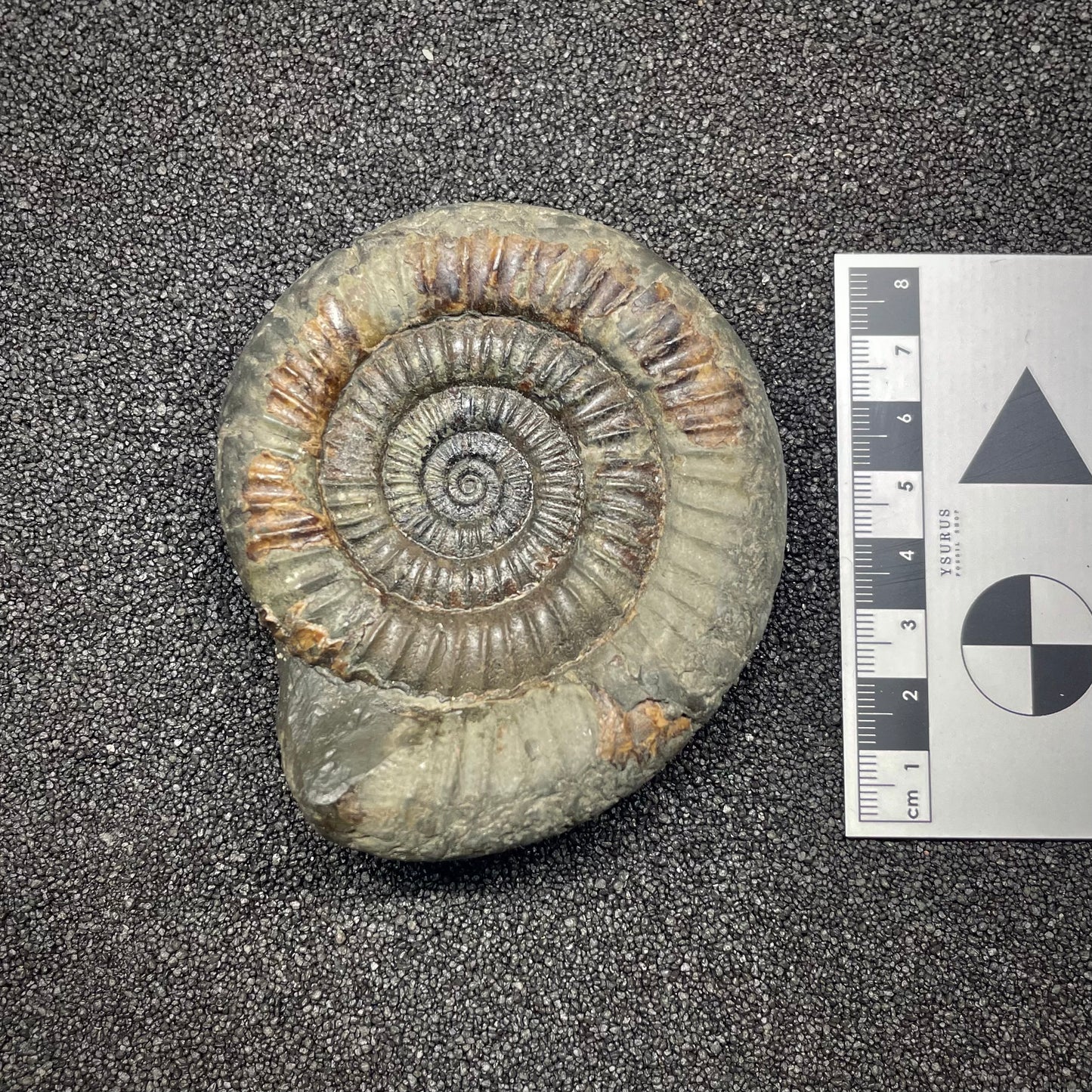 F2809 | Ammonite | Dactylioceras commune