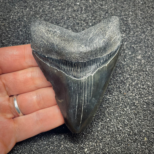 F2632 | Squalo | Otodus megalodon