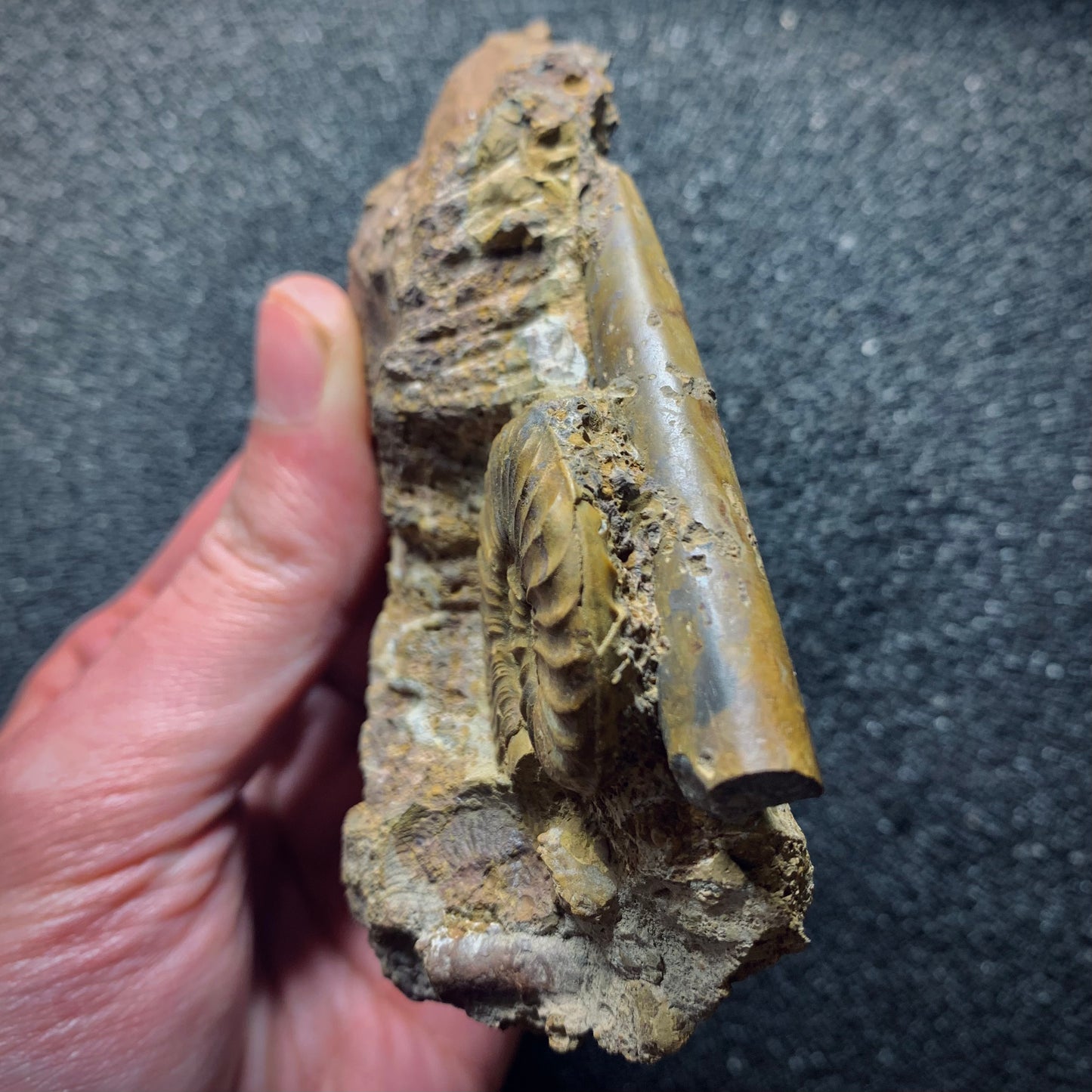 F566 | Ammonite | Pleydellia sp. & Belemnoidea indet.