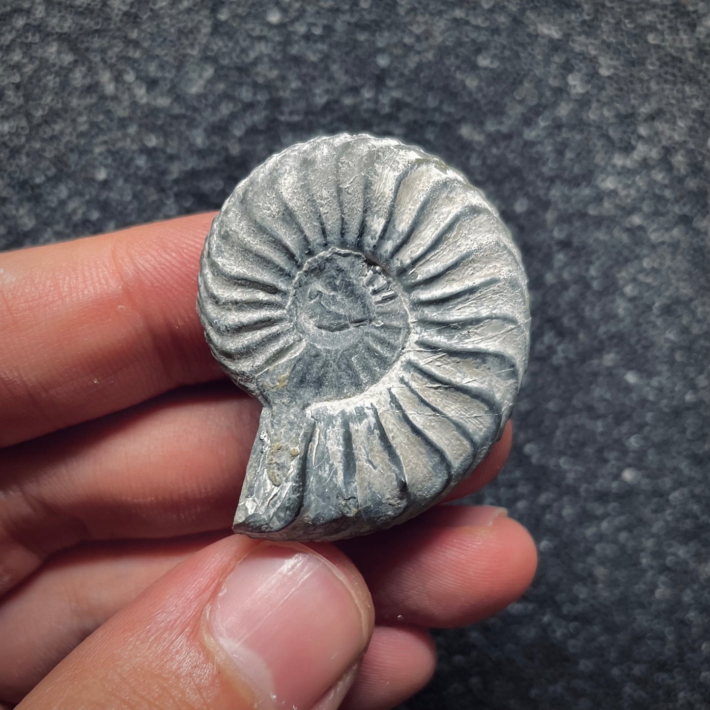 F1079 | Ammonite | Pleuroceras transiens