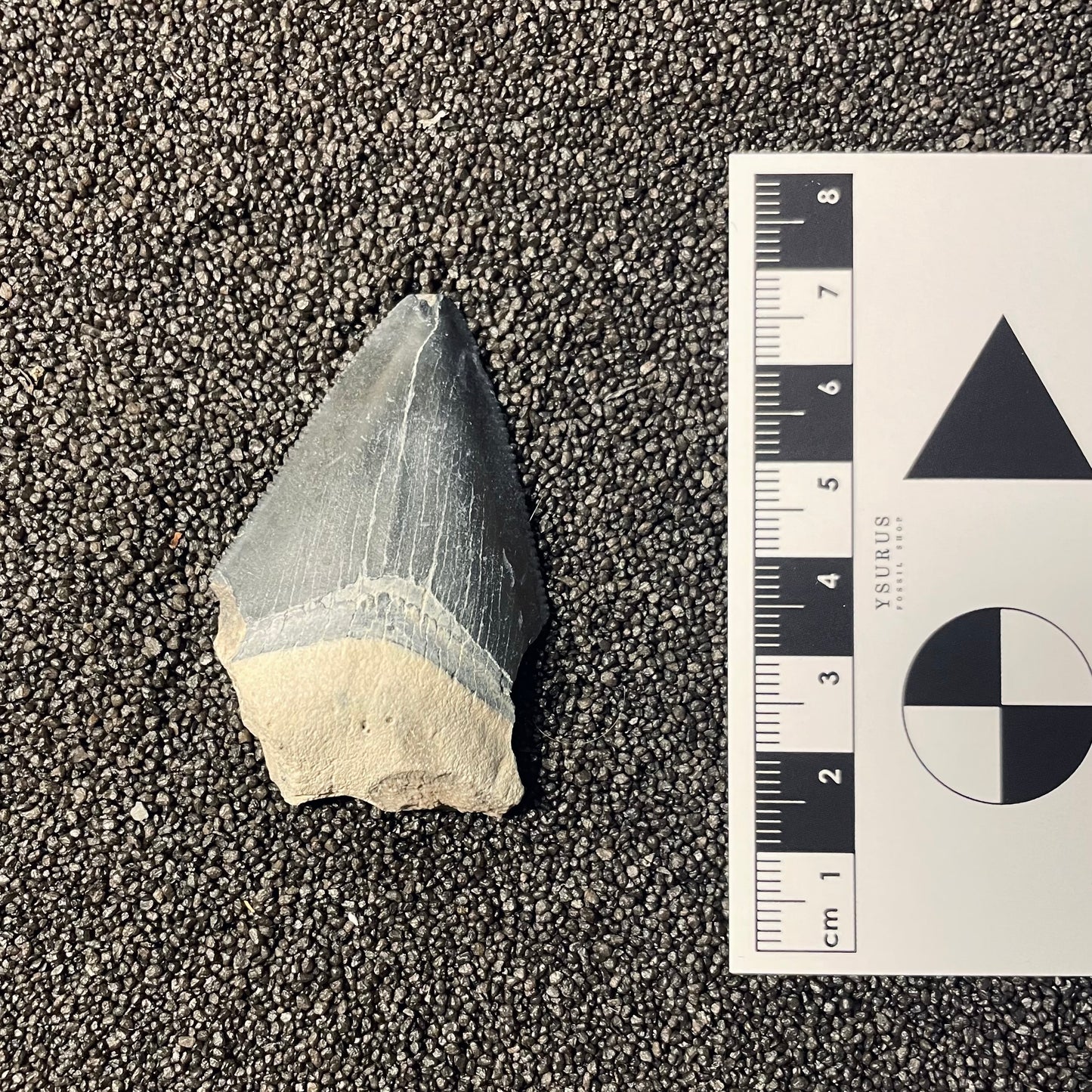 F2440 | Squalo | Otodus megalodon