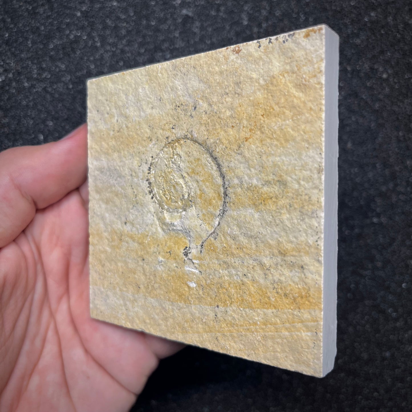 F2914 | Ammonite | Ammonoidea