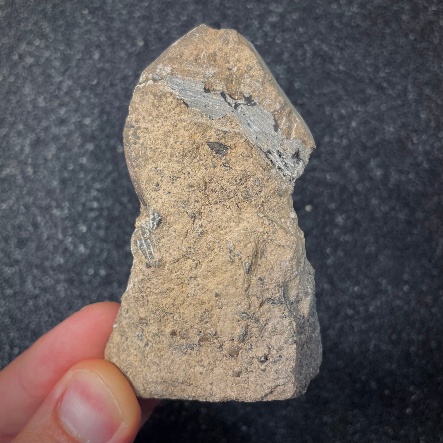 F2620 | Trilobite | Hollardops sp.