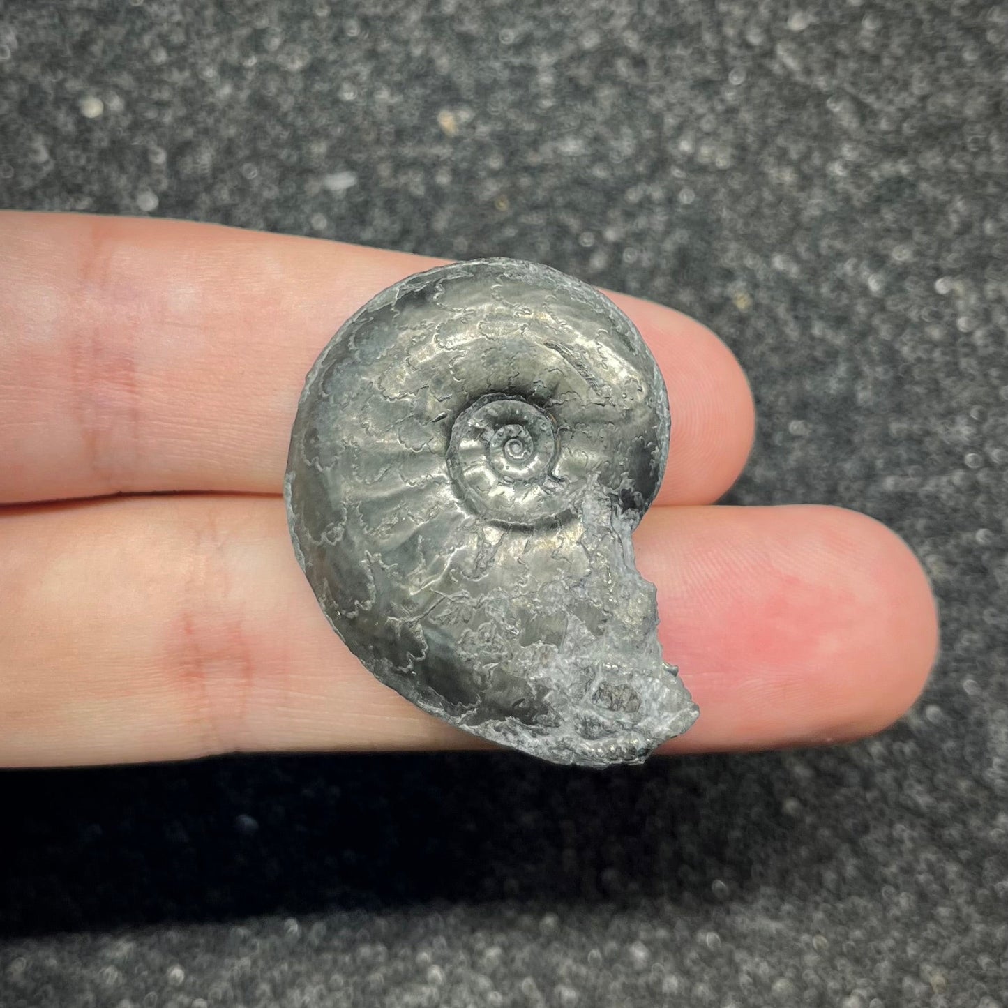 F2887 | Ammonite | Graphoceratidae indet.