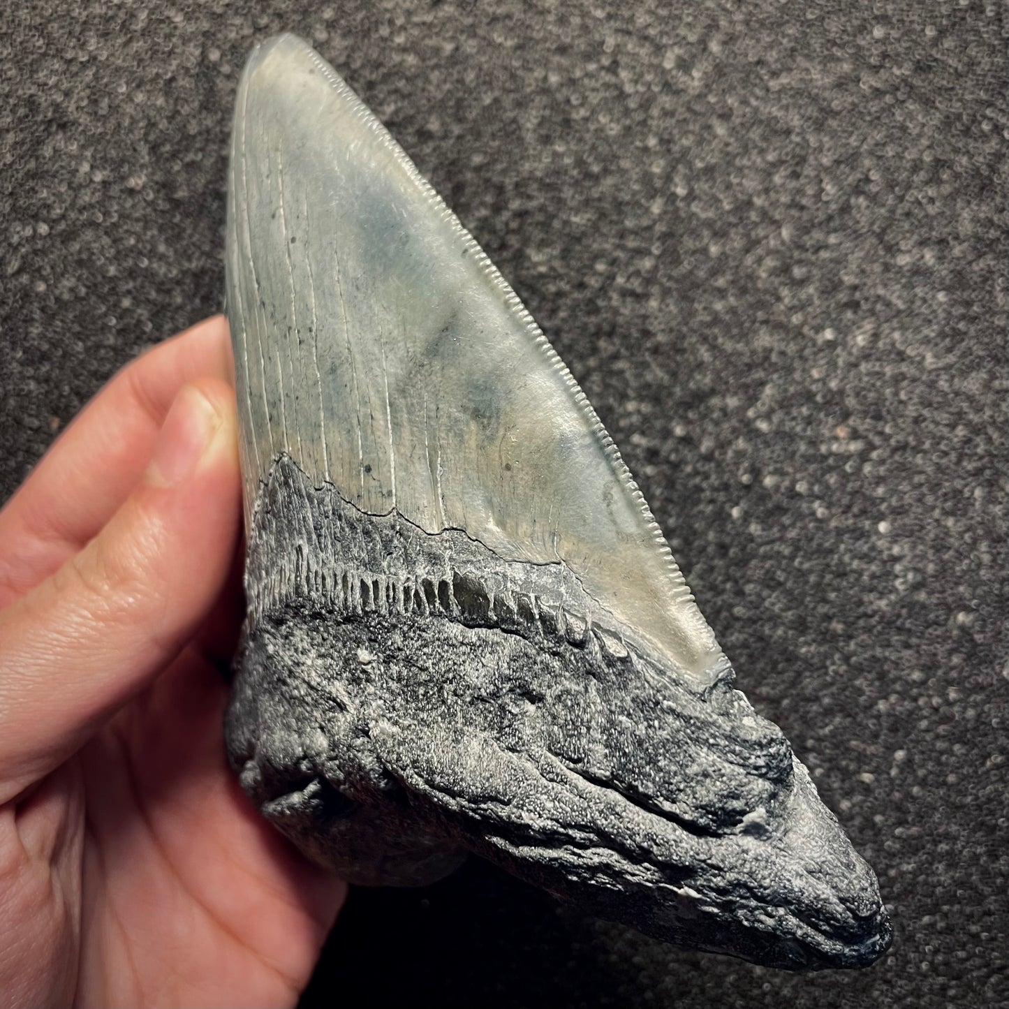 F2133 | Squalo | Otodus megalodon