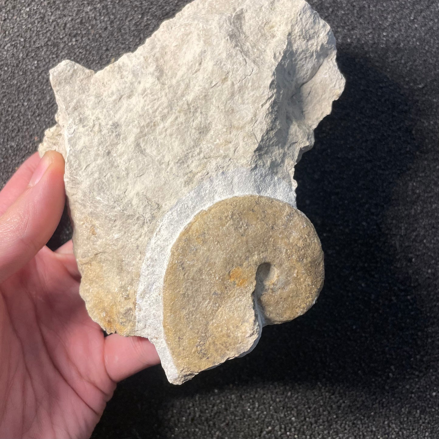 F2526 | Ammonite | Streblites sp.