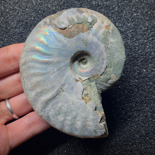 F634 | Ammonite | Cleoniceras sp.