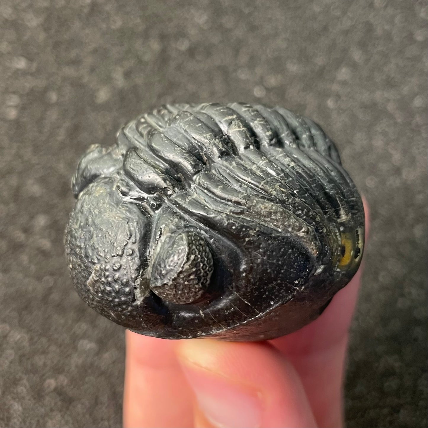 F2604 | Trilobite | Phacopidae indet.
