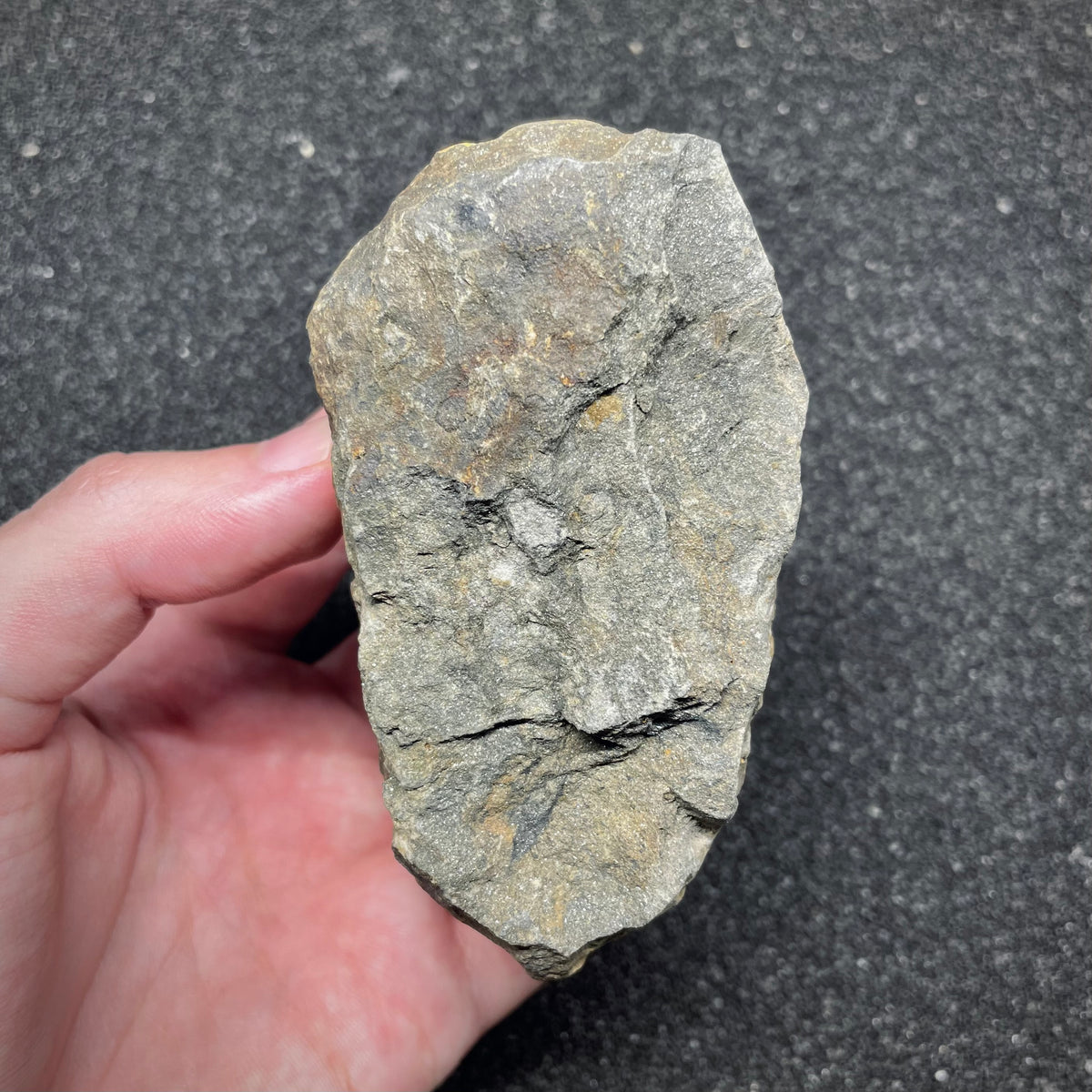 F3011 | Trilobite | Flexicalymene sp.