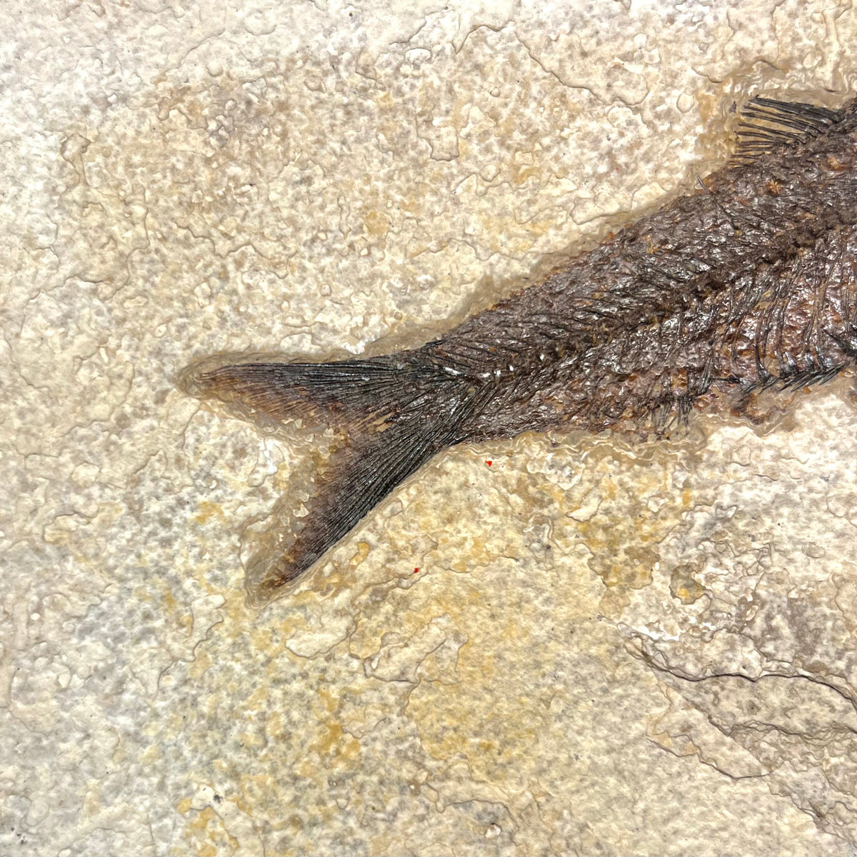 F3073 | Pesce | Knightia eocaena