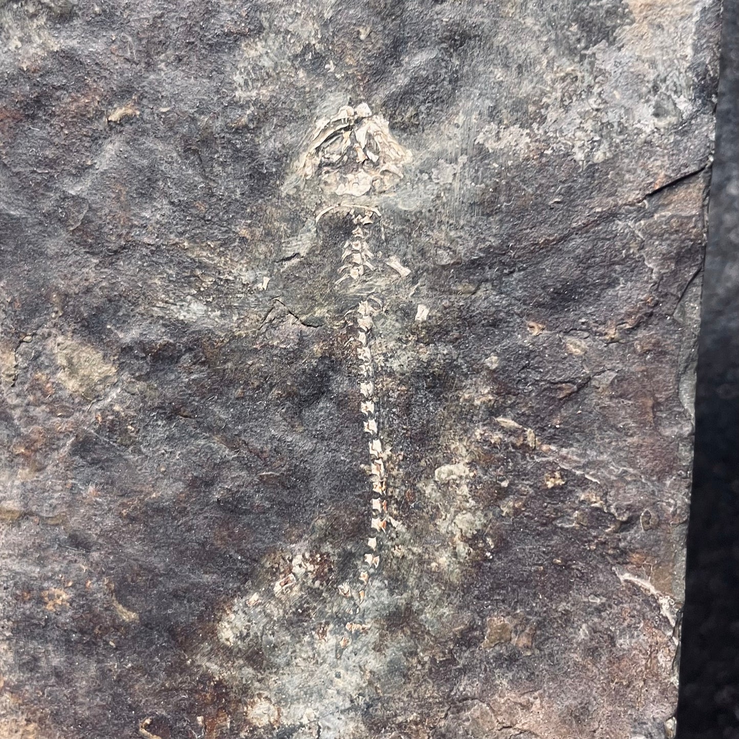 F2110 | Anfibio | Branchiosauridae indet.