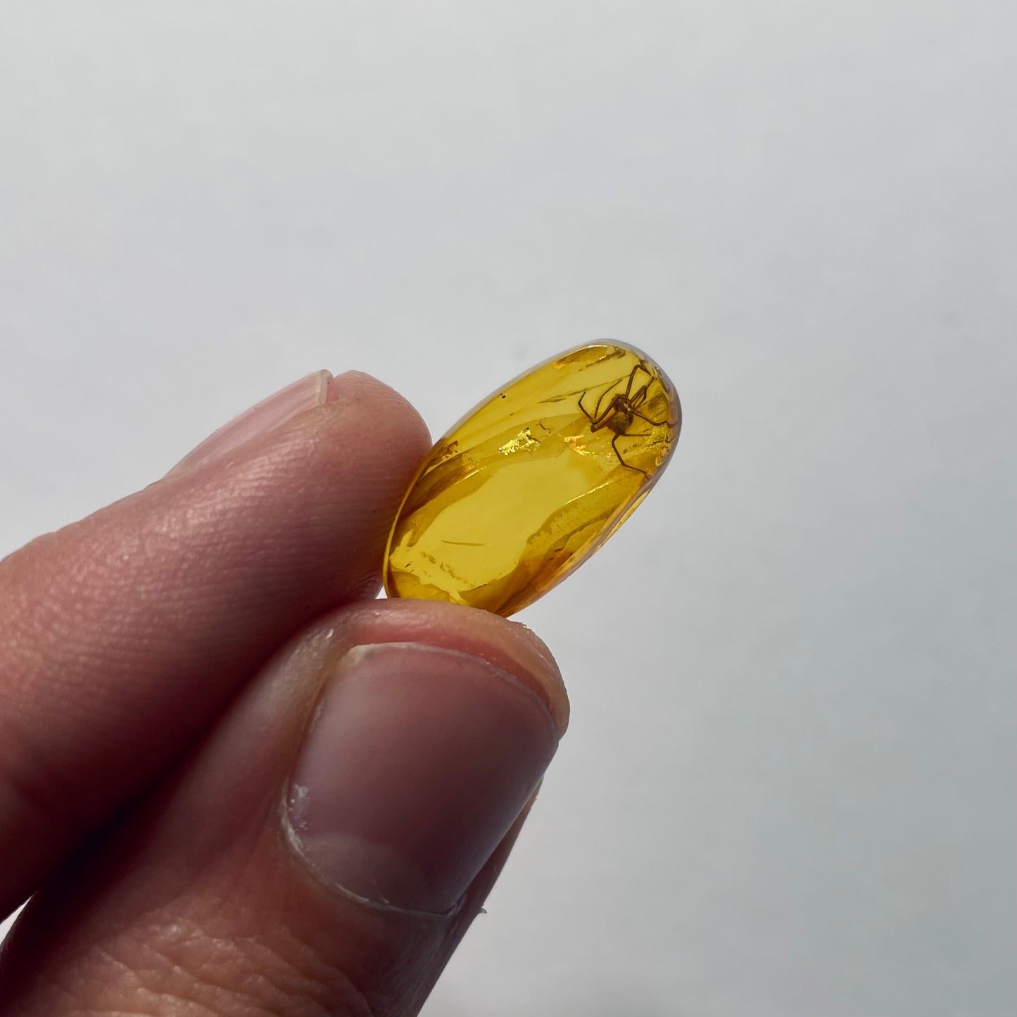 F2090 | Ambra con inclusione | Araneae indet.