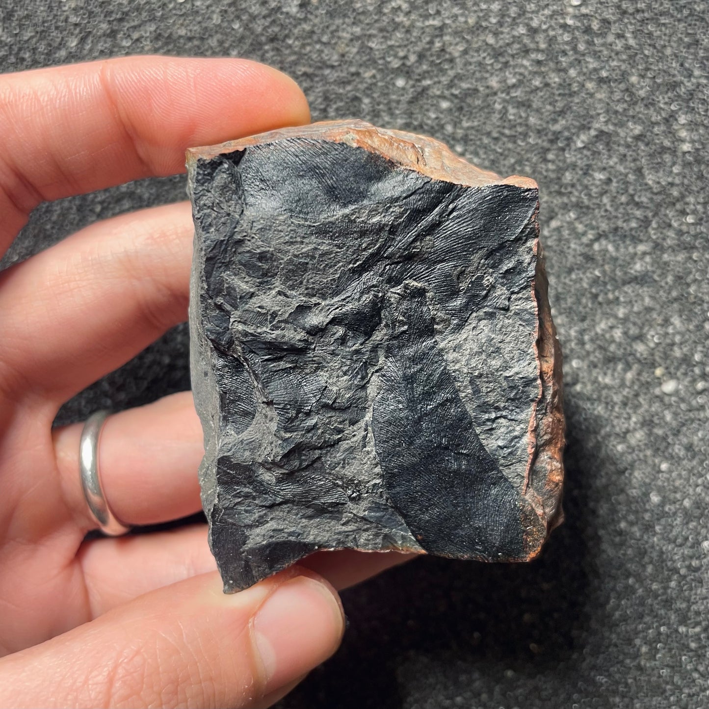 F2483 | Pianta | Macroneuropteris scheuchzeri