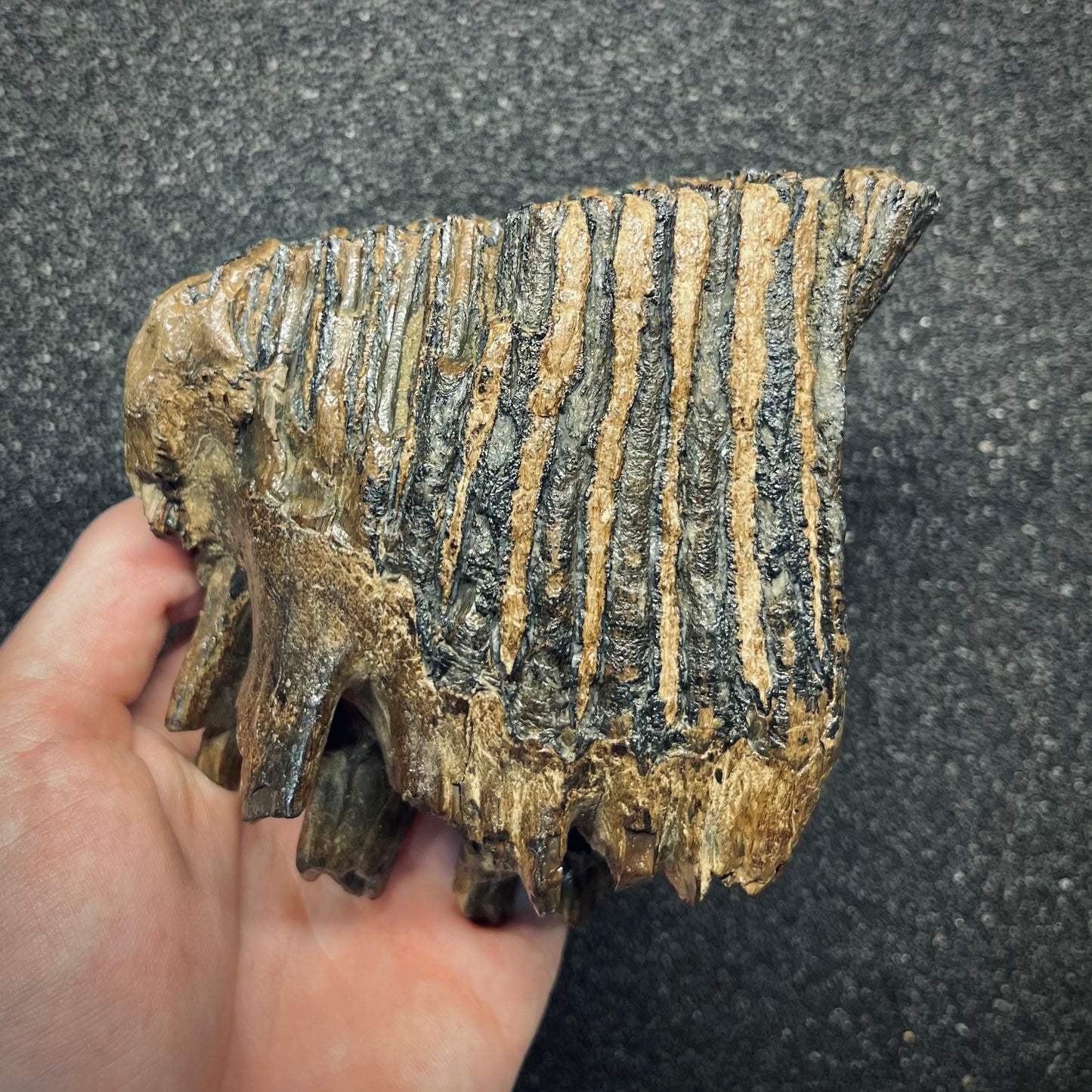 F2782 | Mammut | Mammuthus sp.