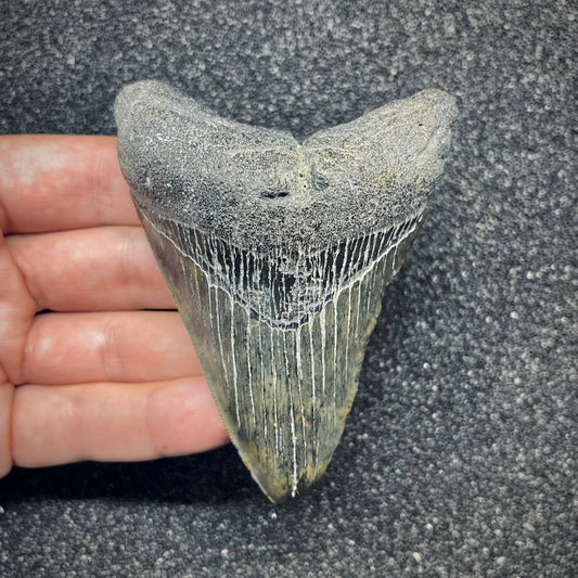 F2780 | Squalo | Otodus megalodon