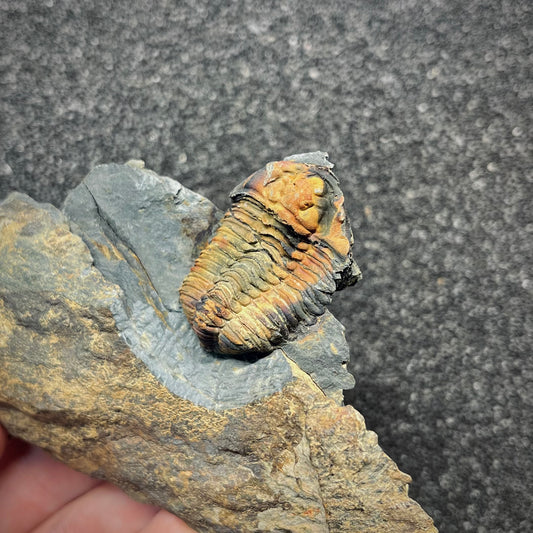 F2940 | Trilobite | Prionocheilus mendax