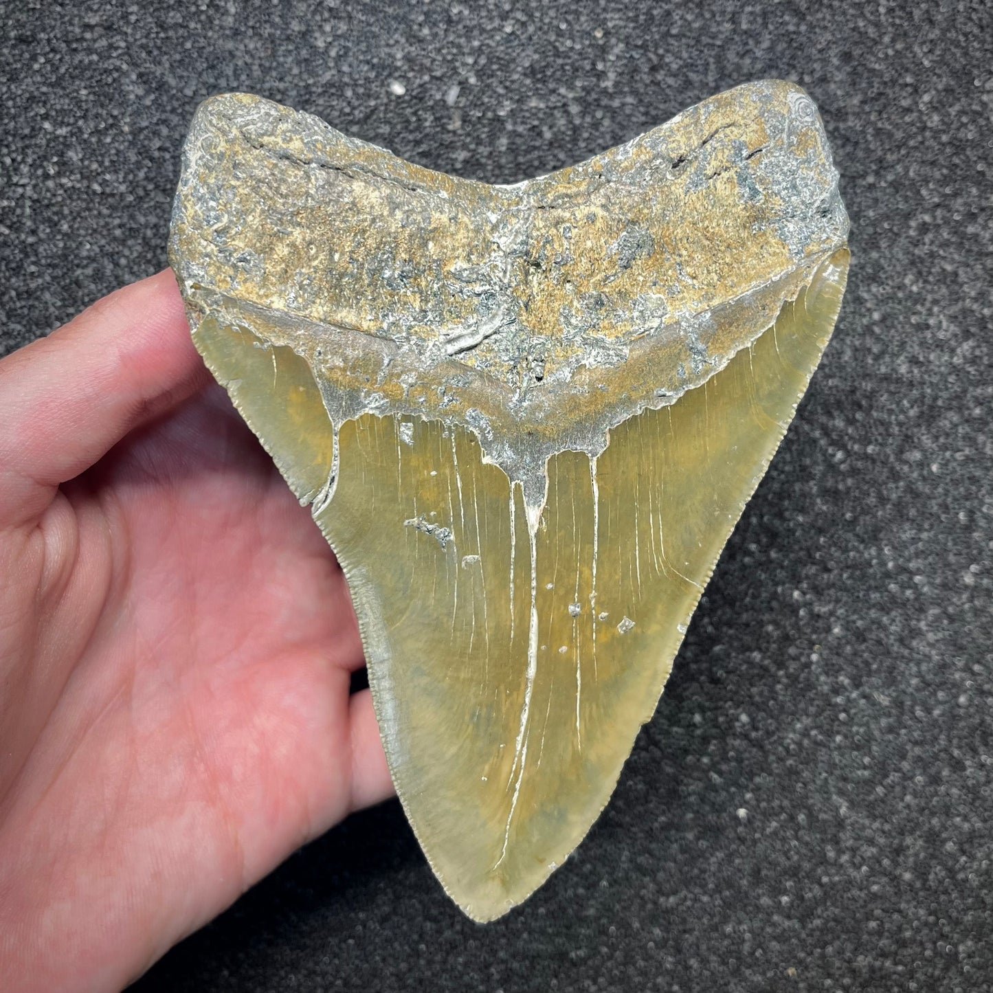 F2931 | Squalo | Otodus megalodon