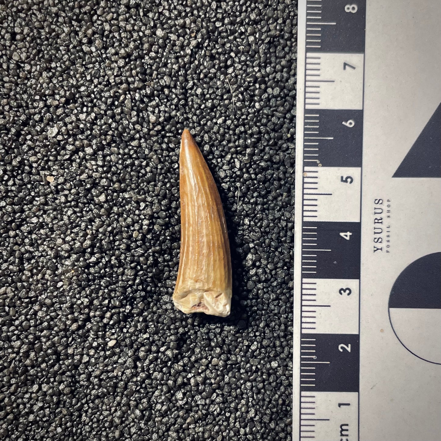 F1960 | Dinosauro | Suchomimus tenerensis