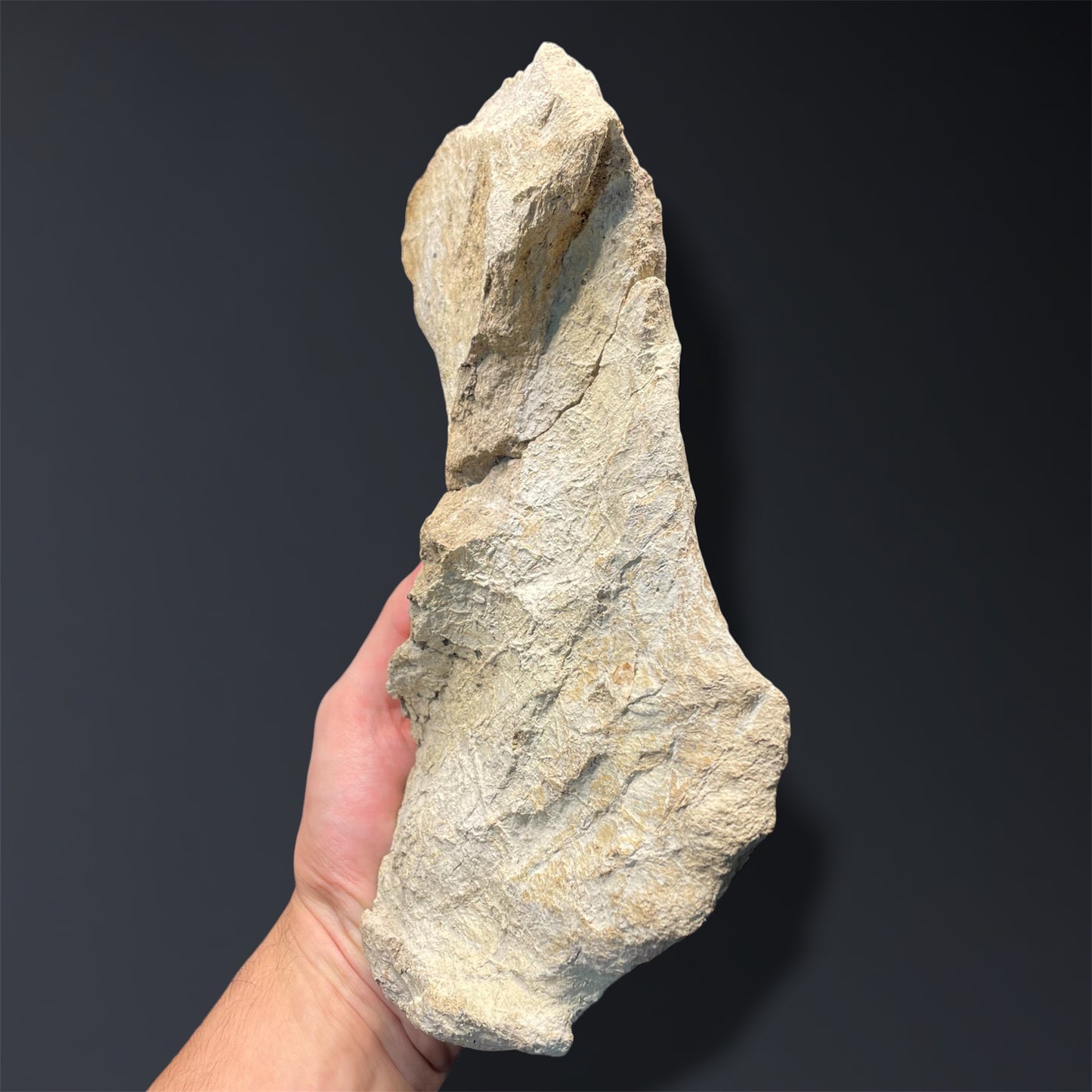 F2915 | Dinosauro | Triceratops sp.